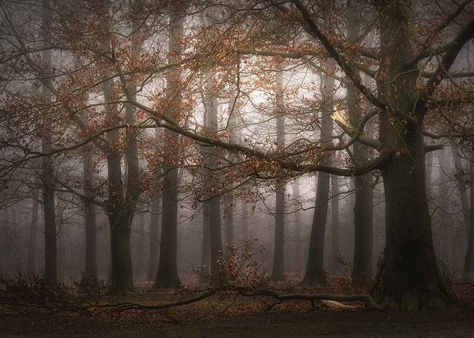 Foggy memory of the past