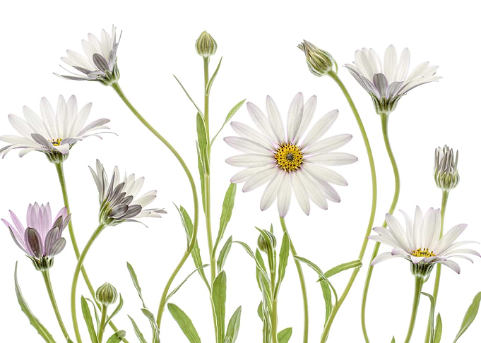 Cape Daisies
