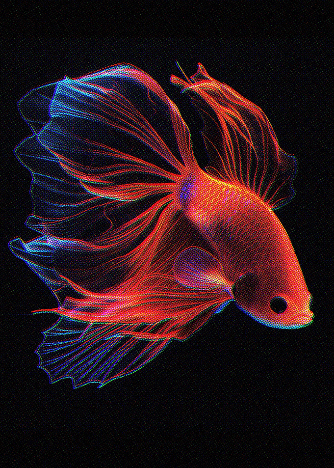 Siamese fighting fish