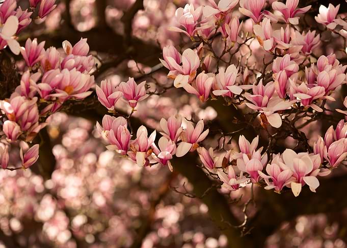 Magnolia flowers
