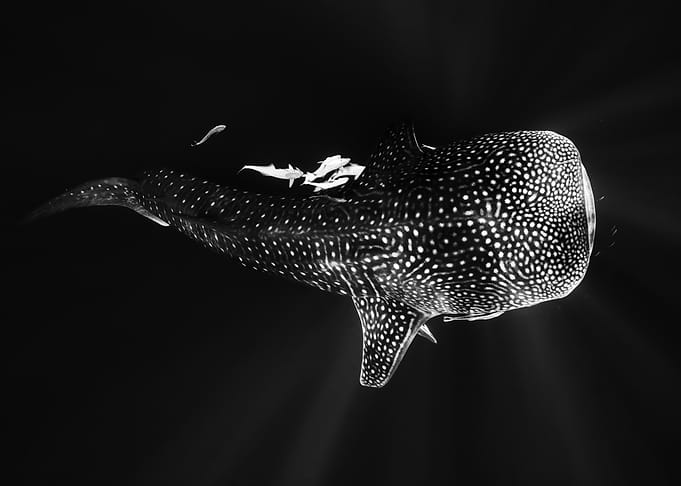 Black and Whale Shark
