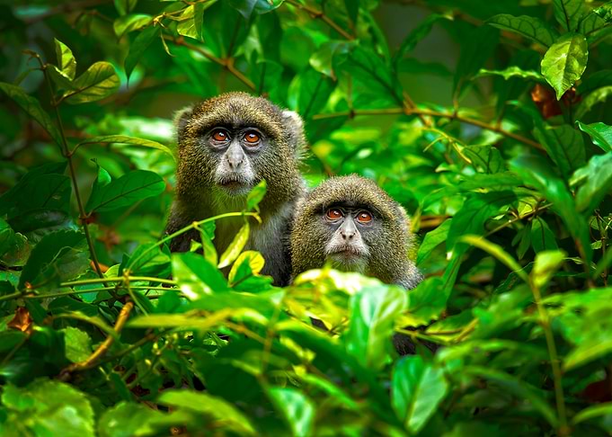 Blue Monkey