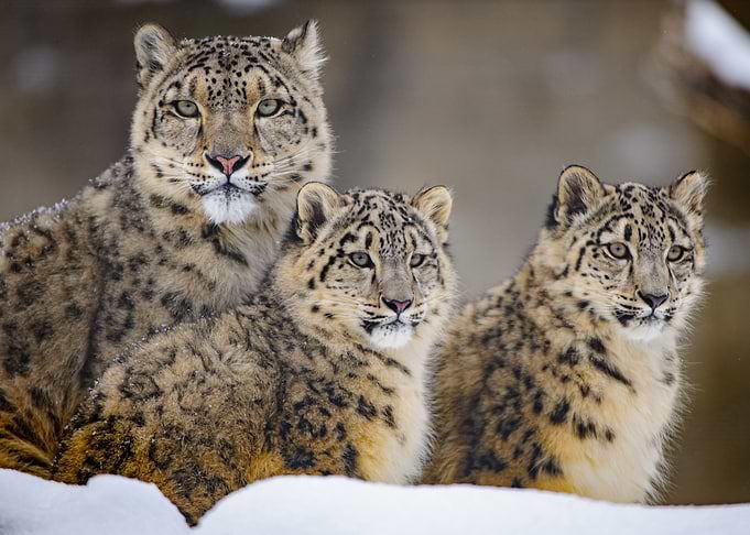Family