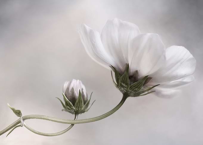 Simply Cosmos