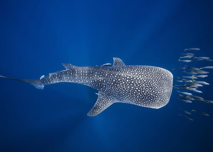 Whale shark and Tuna shoal
