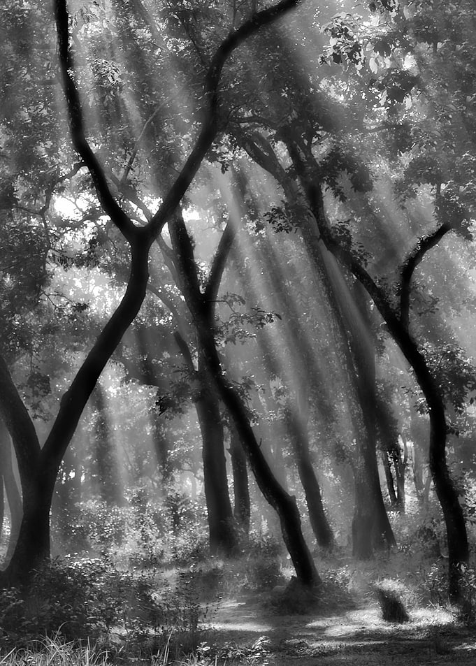Enchanted forest