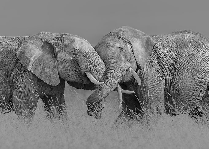 Elephant Flight