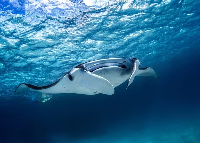 Manta ray