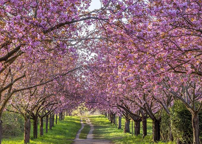 Beautiful cherry blossom
