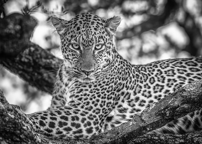 Monochrome beauty