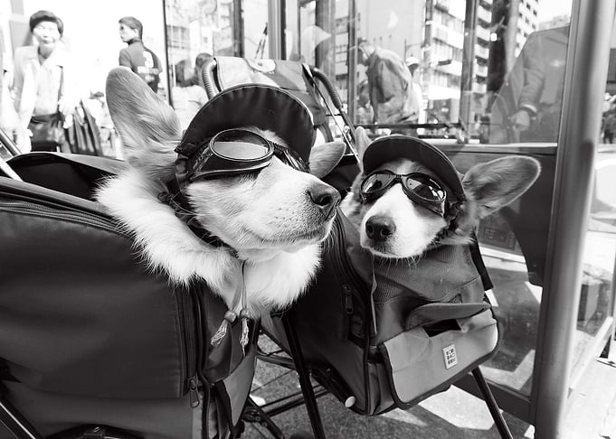 conversation of the corgi