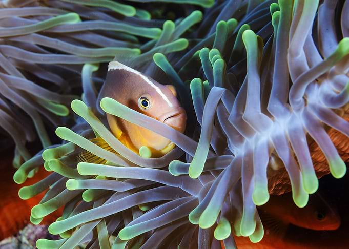 Clownfish