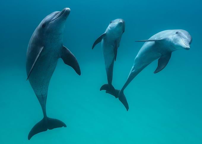 Bottlenose dolphins
