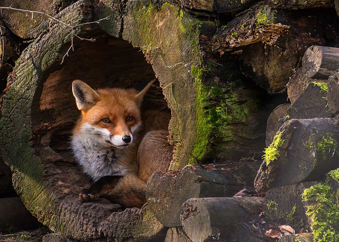 Fox