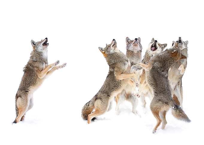 The Choir - Coyotes