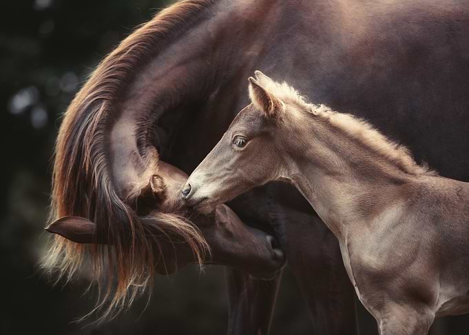 The Bond