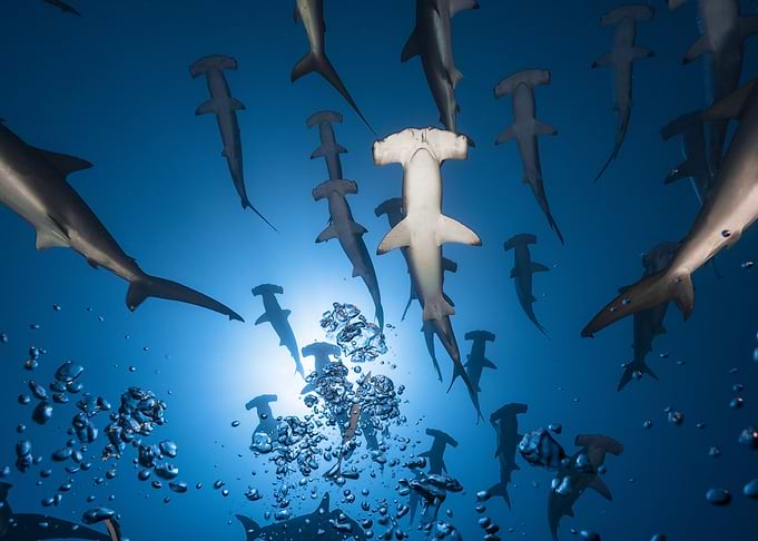 Hammerhead Shark