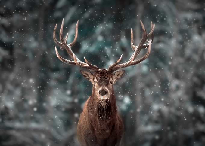 Deer King