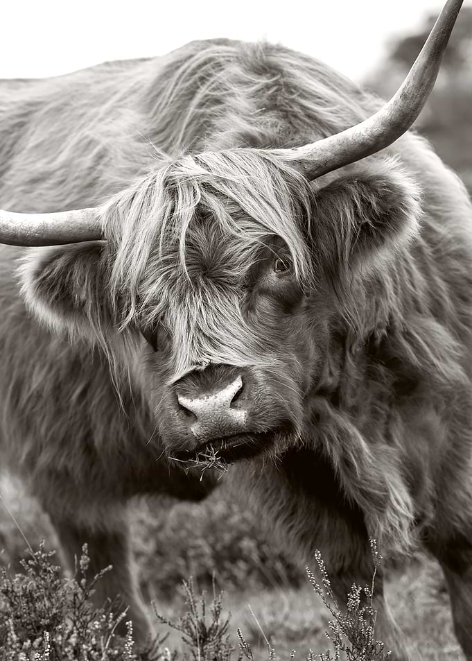The Bull