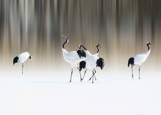 Red-crested white cranes
