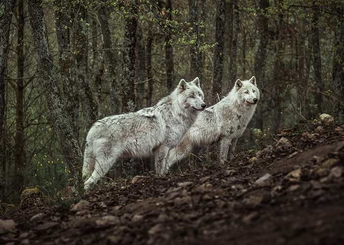 Meeting with white Wolves