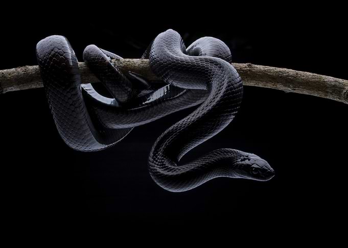 King Snake