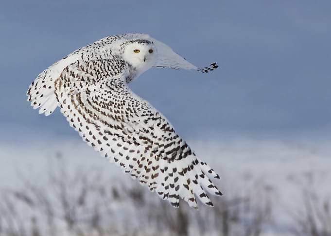 Snowy Owl