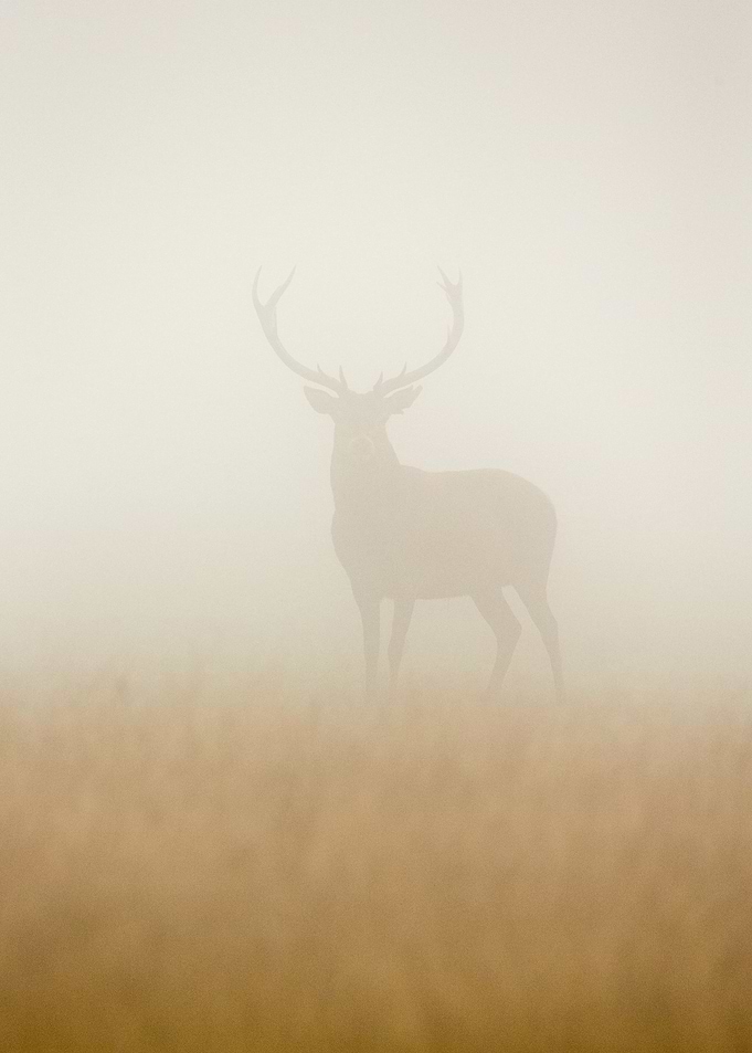 Ghost Stag