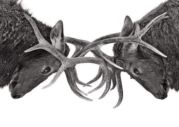 Eye to Eye - Elk fight