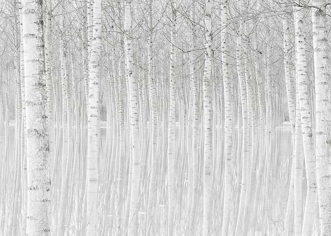 Trees