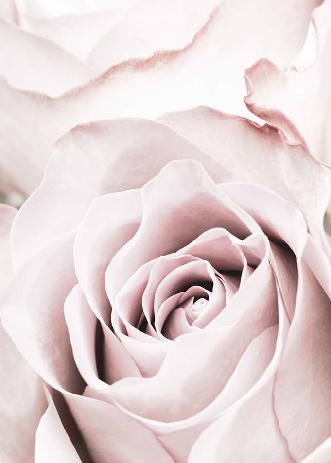 Pink Rose No 05