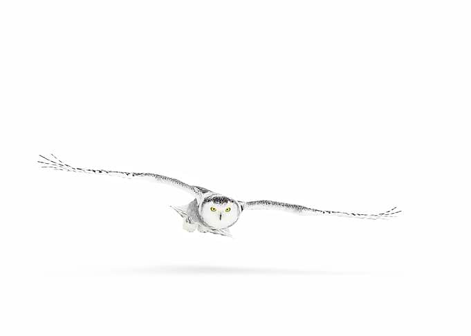 Snowy owl on the hunt