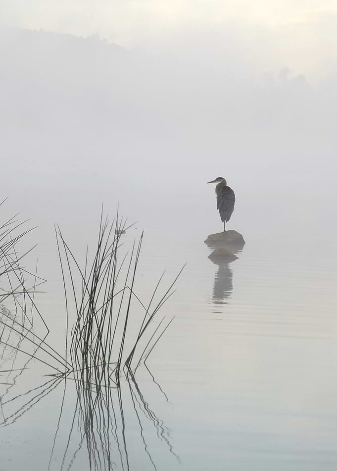 Heron in the morning mist