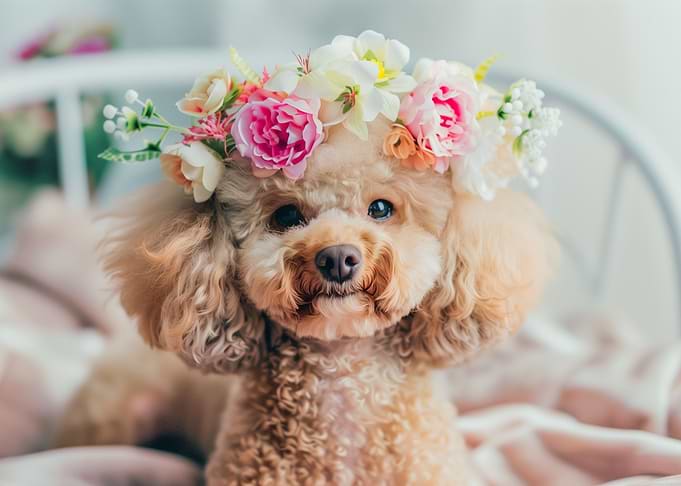 Poodle dog