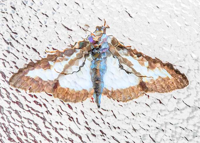 Moth