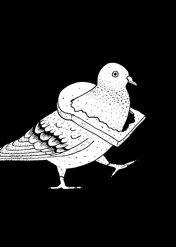 Pigeon