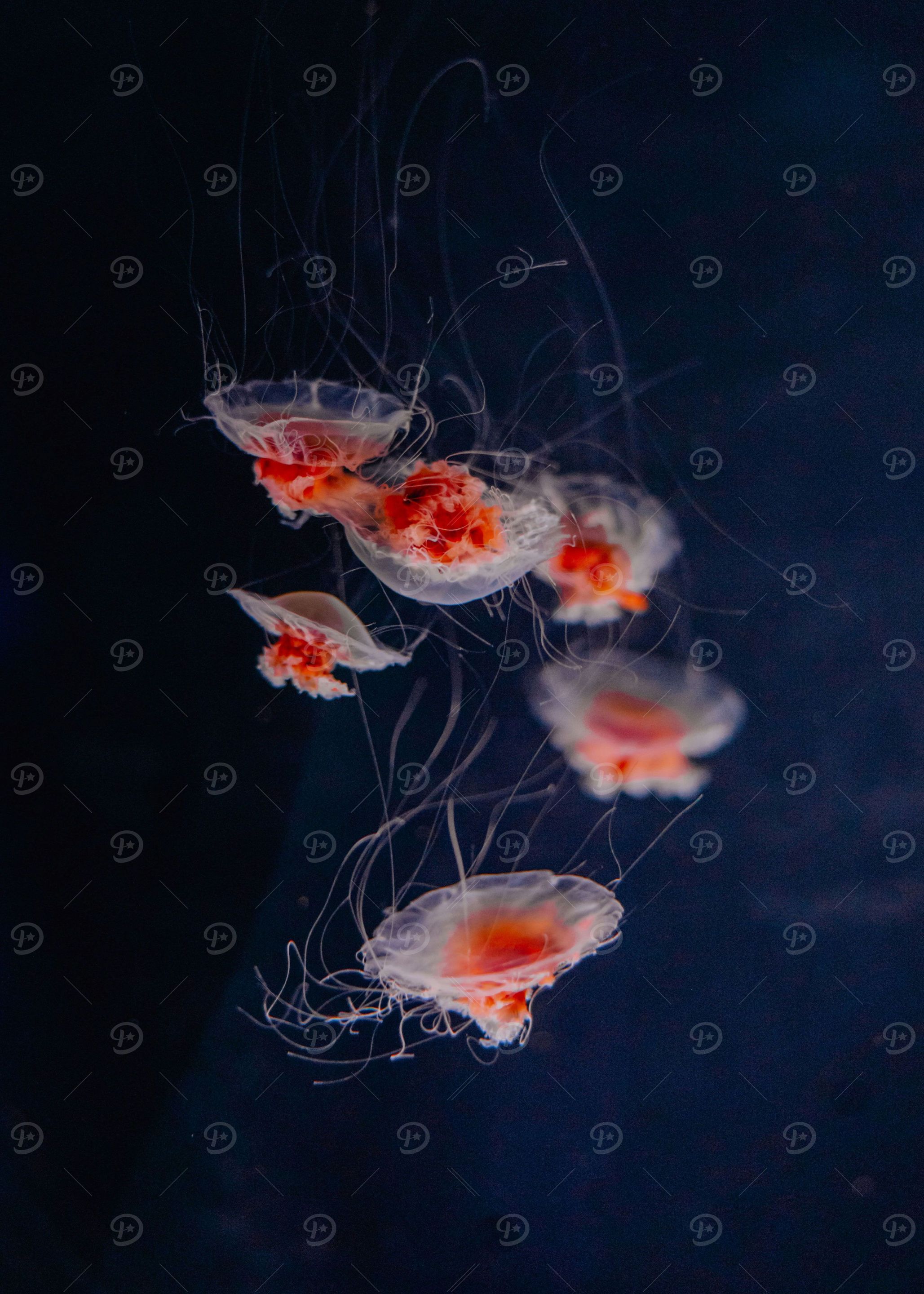 jellyfish aesthetic