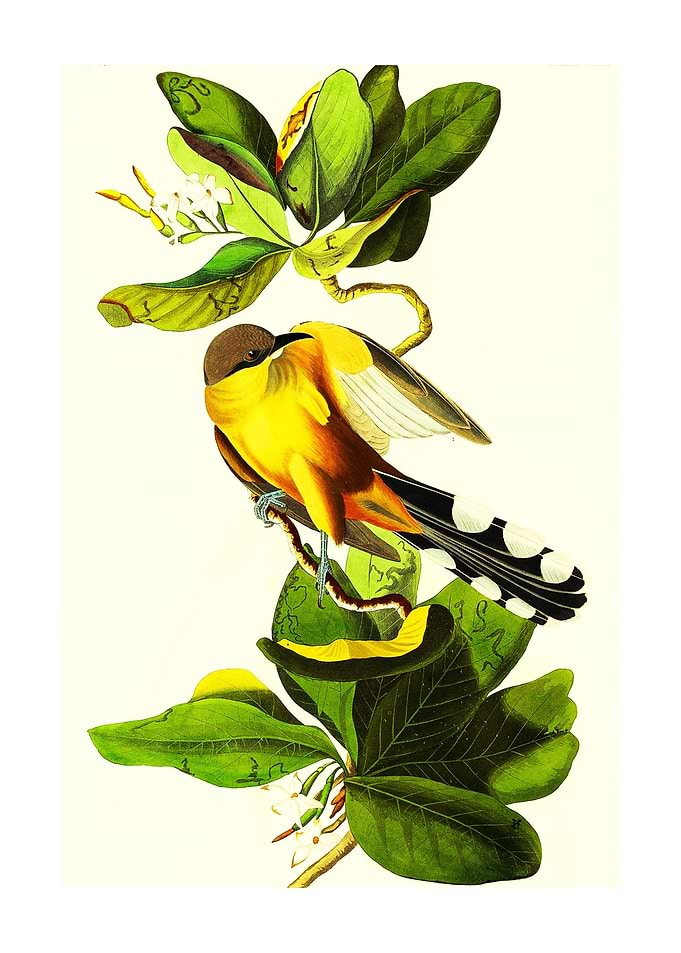 Mangrove Cuckoo