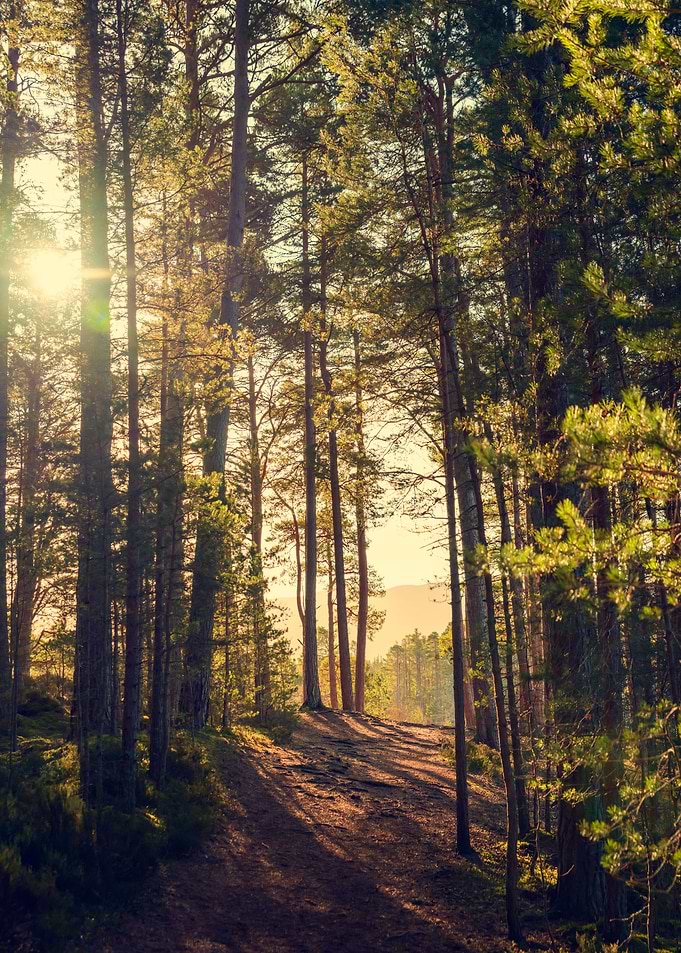 Sun Rays