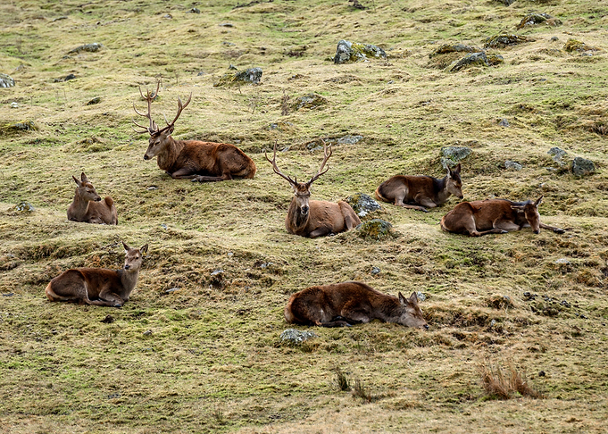 Deers