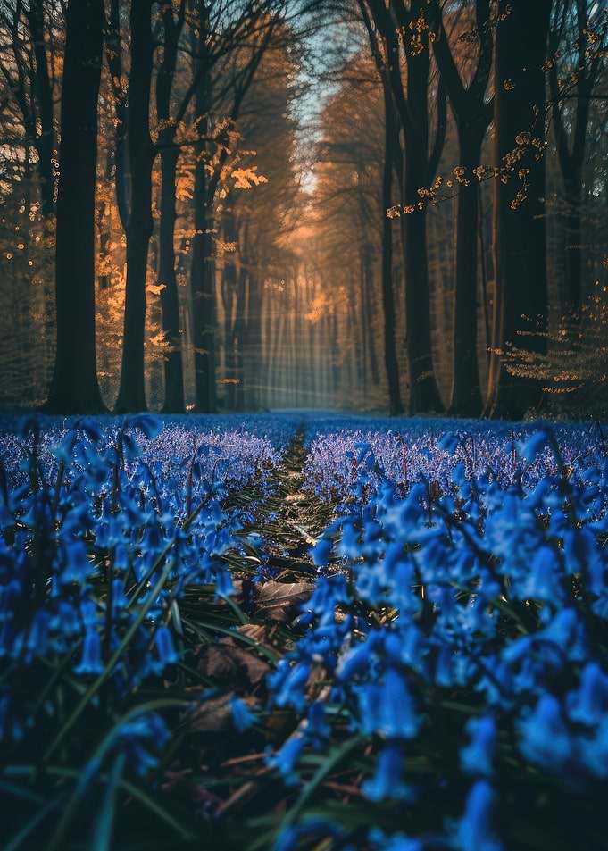 Bluebell Forest Path