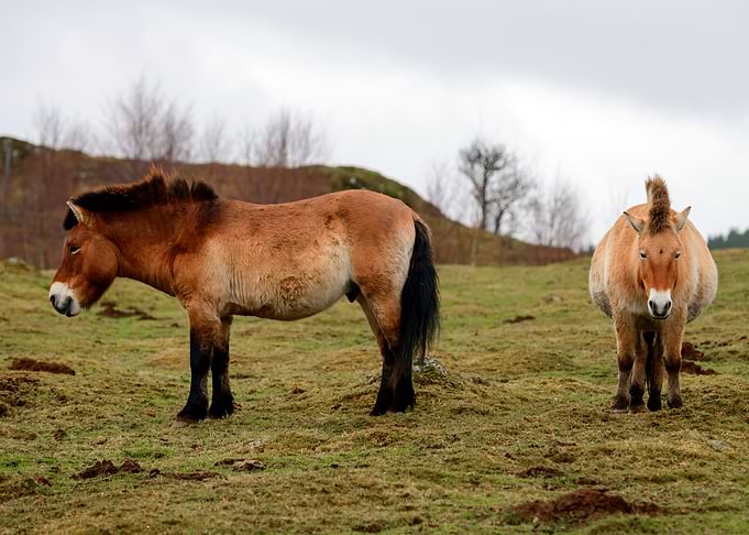 Horse
