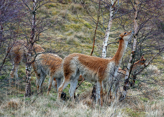 Lama