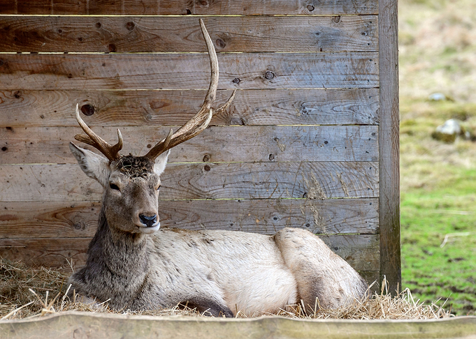 Deer