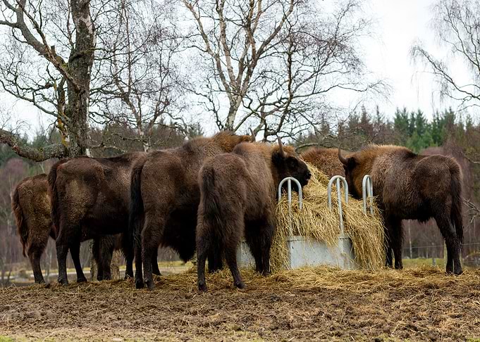 Bison