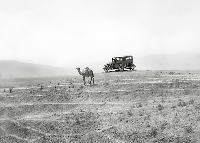Car and camel