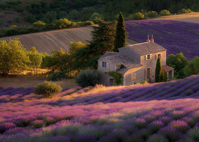 lavender fields