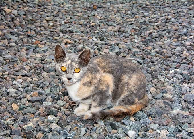 The gray cat