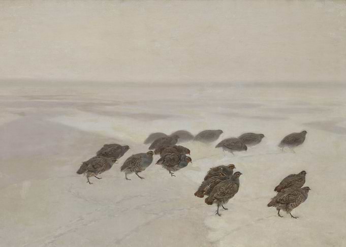Partridges Kuropatwy