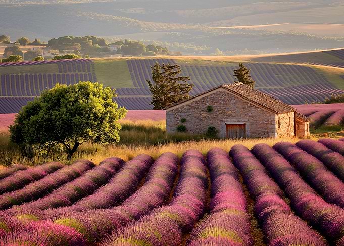 lavender fields